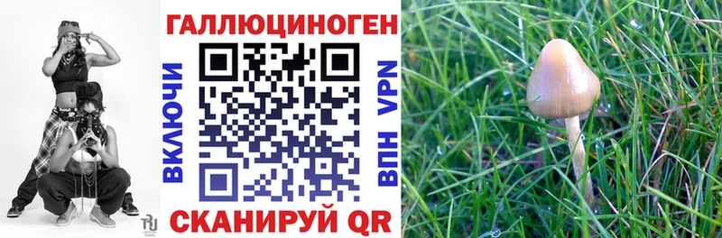 где можно купить   Дивногорск  Галлюциногенные грибы Psilocybe 